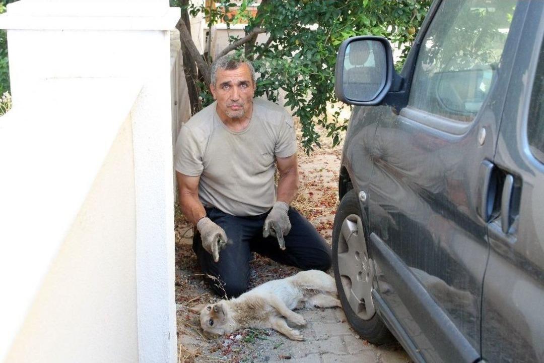 İzmir&rsquo;deki K&ouml;peklerde Gen&ccedil;lik Hastalığı Salgını