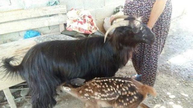 Ayağı Kırık Keçi, Yavru Geyiğe Annelik Yaptı