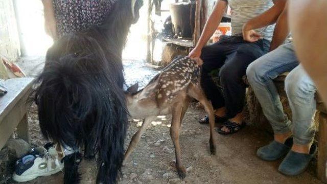 Ayağı Kırık Keçi, Yavru Geyiğe Annelik Yaptı