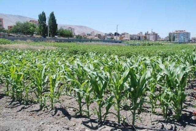 Niğde'de, 'ekim Nöbeti' Sistemi Geliştiriliyor