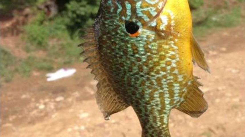 Bursa&rsquo;da G&ouml;lette Yakalanan Balık Şaşırttı