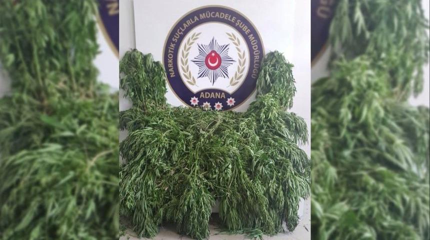 Mısır Tarlasında Helikopter Desteğiyle 1670 K&ouml;k Hint Keneviri Ele Ge&ccedil;irildi