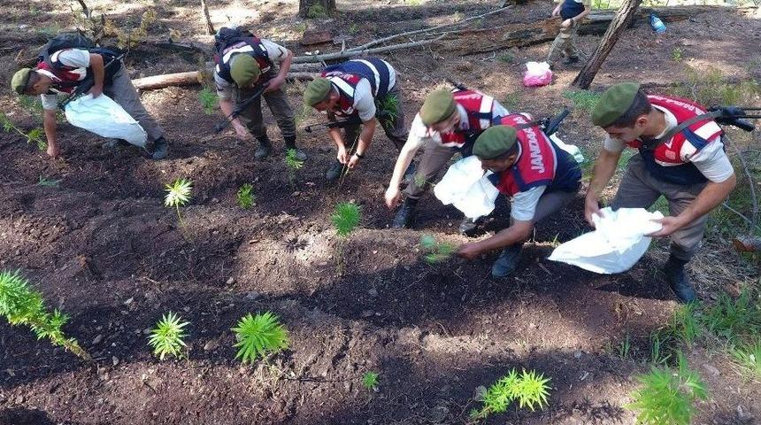 Jandarma Ekipleri Uyuşturucu &Ccedil;etesini &Ccedil;&ouml;kertti