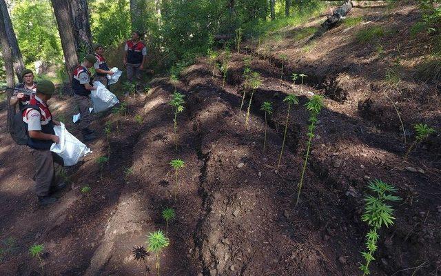 Jandarma Ekipleri Uyuşturucu Çetesini Çökertti