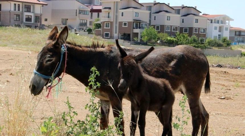 Eşek Ve Sıpası Barınakta