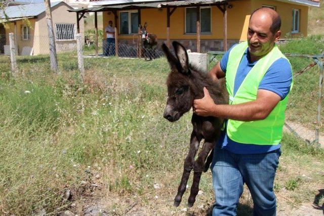 Eşek Ve Sıpası Barınakta