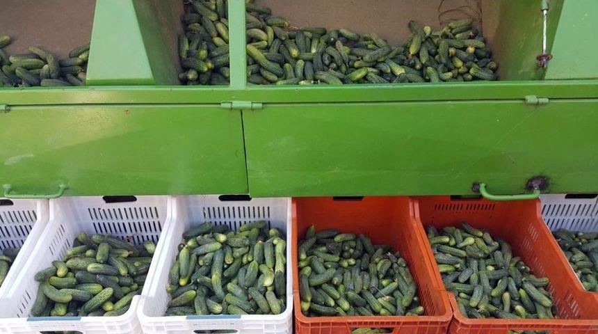 Ödemişli Üreticinin Can Simidi Salatalık Oldu