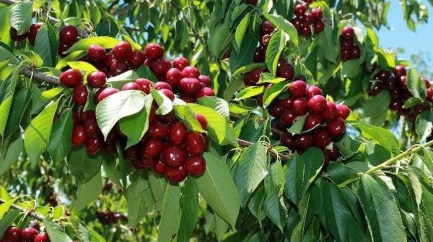 Yozgat’Ta Bin 200 Dekar Kiraz Bahçesinde Hasat Başladı