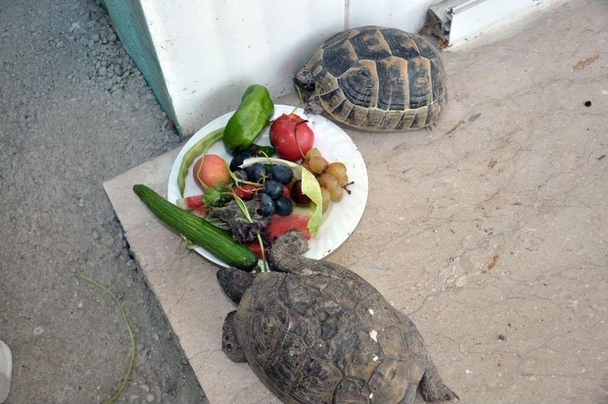 İş&ccedil;iler Yaralı Kaplumbağayı Bebek Gibi Besliyor