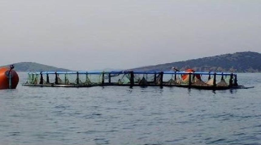 Ayvalık Tabiat Platformu'nun Balık &Ccedil;iftlikleri Zaferi