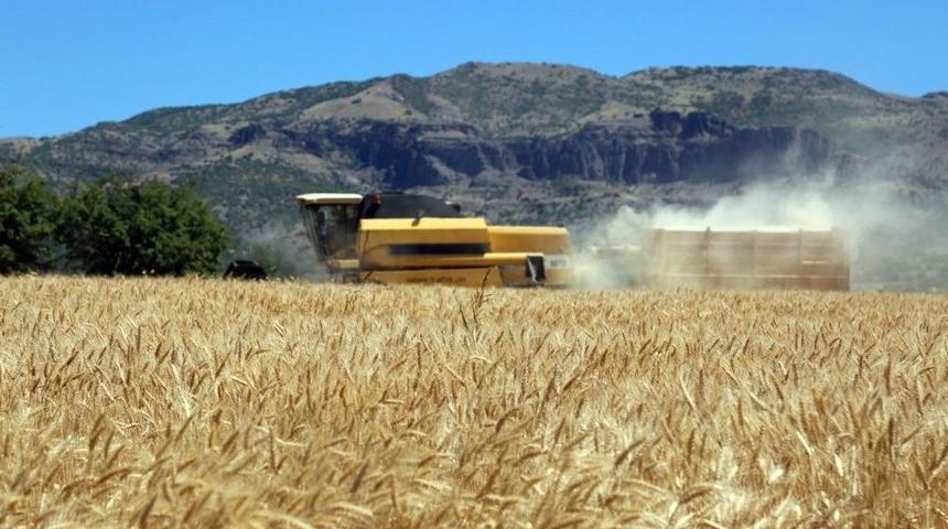 Tunceli&rsquo;de İlk Defa Ayyıldız Buğdayının Hasadı Yapıldı