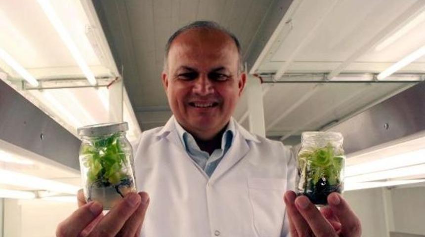 Hastalıklardan Arındırılmış Damızlık Muz Fidesi &Uuml;retildi