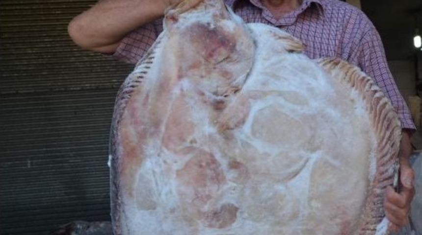 Karadeniz&rsquo;de Son 80 Yılın En Kısır Kıyı Balık&ccedil;ılığı D&ouml;nemi Yaşanıyor