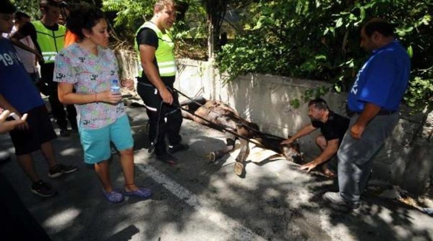 Sarıyer'de At Kurtarma Operasyonu