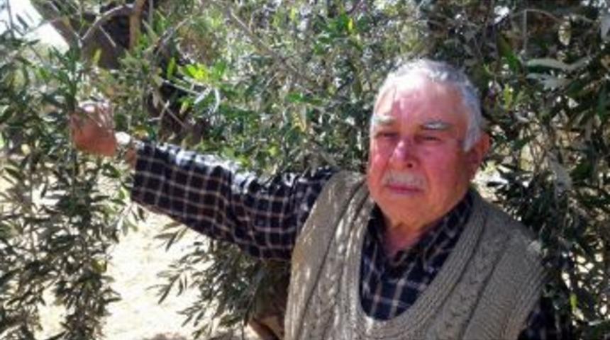 Kilis&rsquo;te Aşırı Soğuklar Ve Kuraklık Zeytini Vurdu