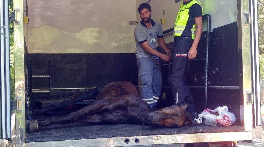 Bah&ccedil;e Duvarından D&uuml;şen Atı Vatandaşların &Ccedil;abası Kurtardı