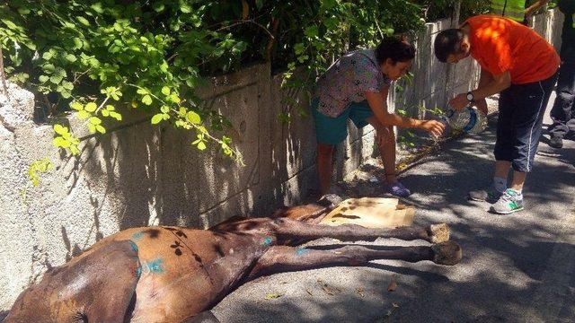 Bahçe Duvarından Düşen Atı Vatandaşların Çabası Kurtardı