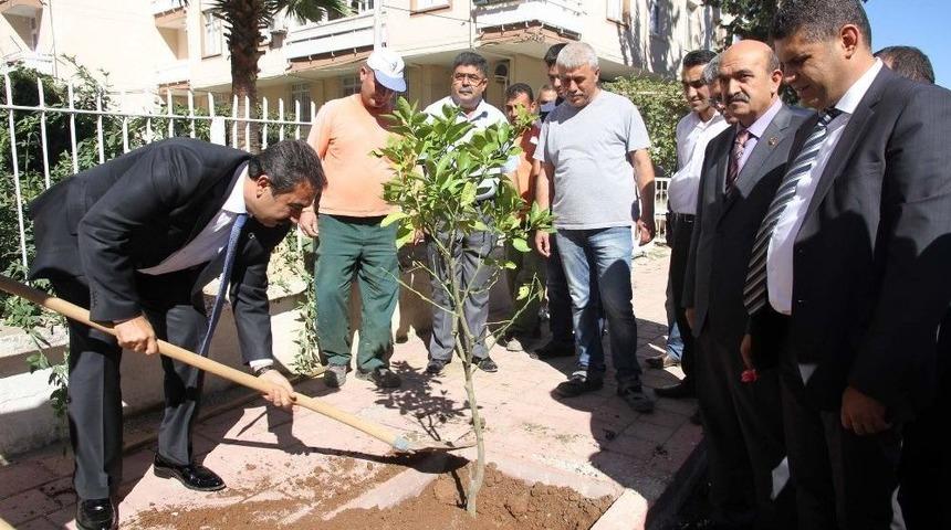 &Ccedil;ukurova&rsquo;nın Parklarına Zeytin Fidanı