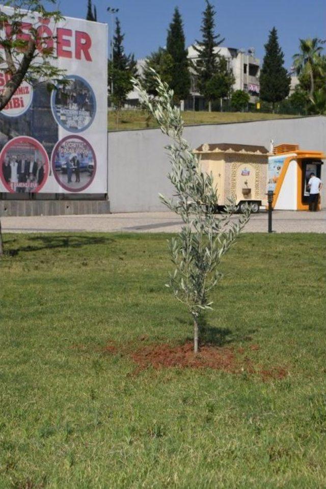 Çukurova’nın Parklarına Zeytin Fidanı