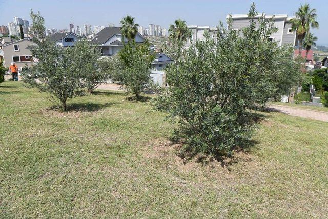 Çukurova’nın Parklarına Zeytin Fidanı