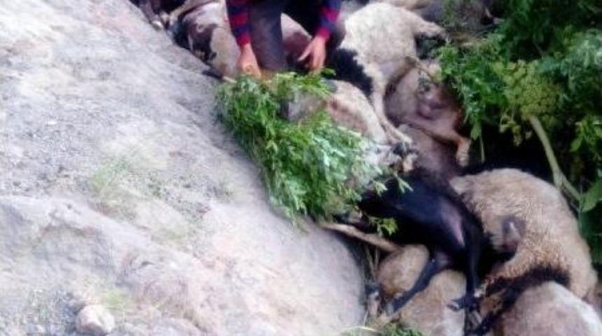 Muradiye'de Kayalıklardan Atlayan 80 Koyun Telef Oldu