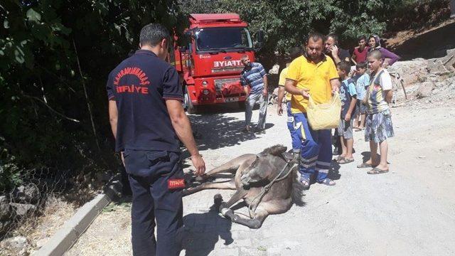 Ölmek Üzere Olan Atın İmdadına İtfaiye Yetişti