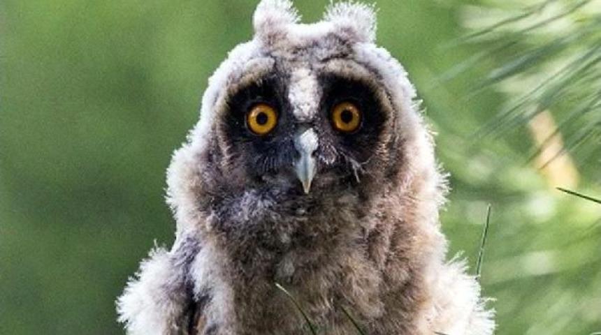 Kulaklı Orman Baykuşu Yavruları Yuvadan U&ccedil;tu