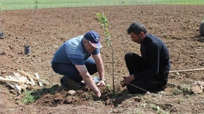 Gelecek İ&ccedil;in Yeni Umut Meyvecilik