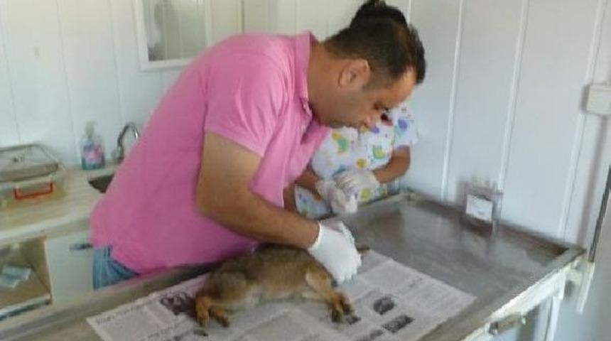 Yaralı Bulunan &Ccedil;akal Yavrusu Tedavi Altına Alındı
