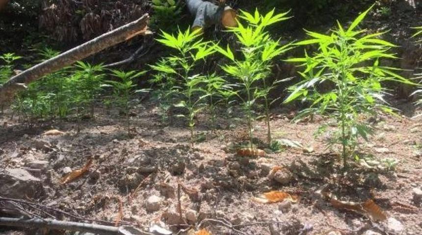 Ormanda Kenevir Ekmek I&ccedil;in Ağa&ccedil;ları Kesmişler