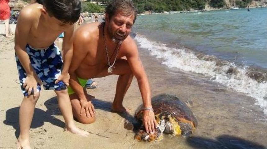 Dat&ccedil;a'da Boynu Kesilmiş Caretta Caretta Bulundu