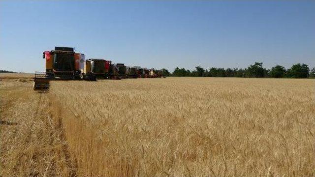 Bakan Çelik, Buğday Fiyatlarını Açıkladı