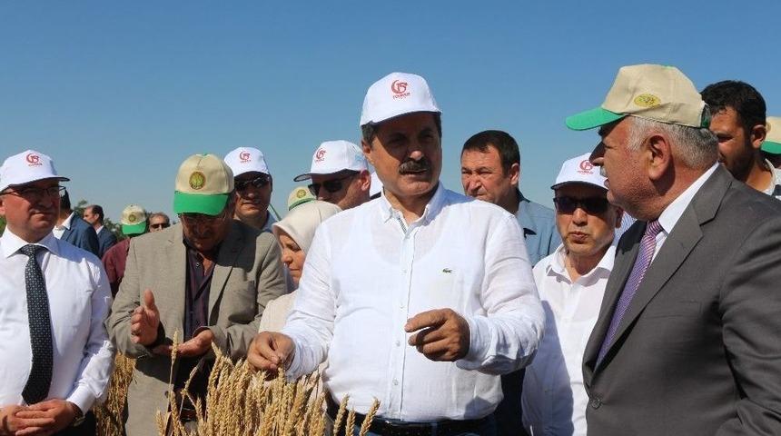 Bakan &Ccedil;elik Konya&rsquo;da Hasat Bayramına Katıldı