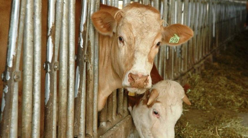 Van Ohb T&uuml;rkiye&rsquo;de Model Olacak