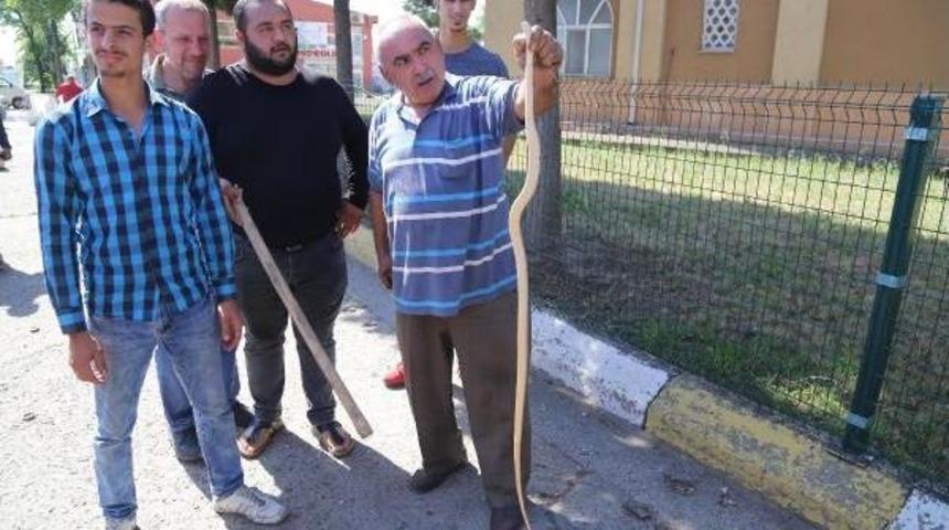 Vites Kutusundan &Ccedil;ıkan Yılan Korkuttu
