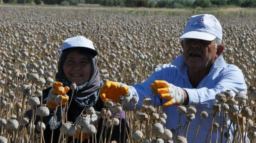 (&ouml;zel Haber) Afyonkarahisar&rsquo;da Haşhaş Hasadı Başladı