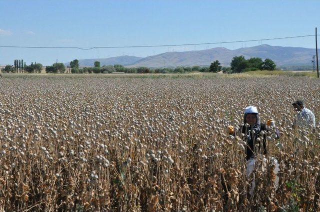 (özel Haber) Afyonkarahisar’da Haşhaş Hasadı Başladı