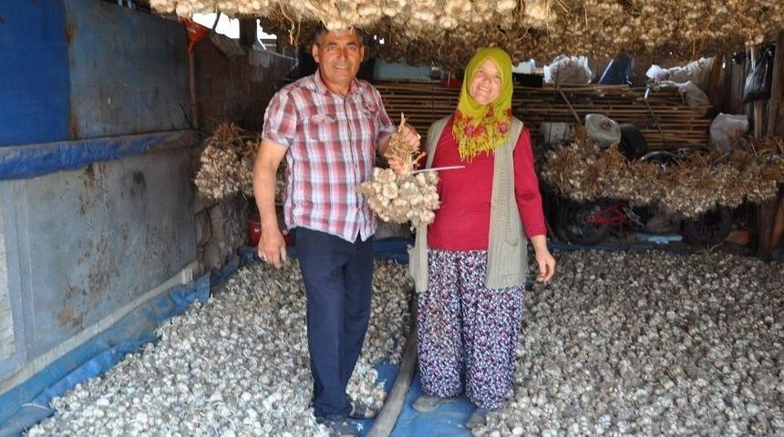 Simav&rsquo;ın G&ouml;l Arazisinde Sarımsak Bereketi