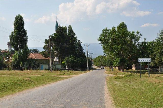 Simav’ın Göl Arazisinde Sarımsak Bereketi