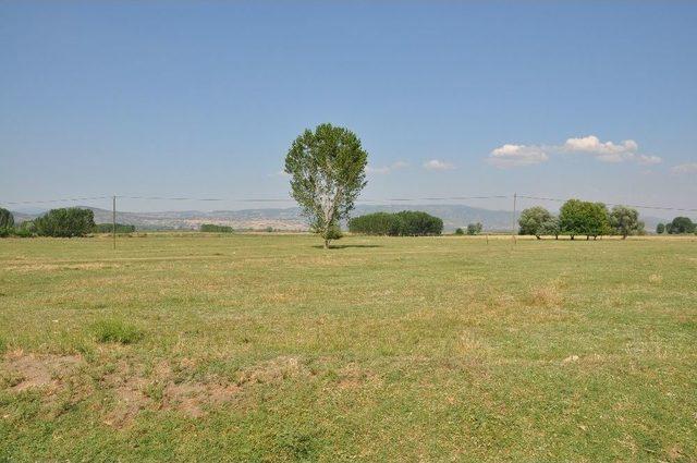 Simav’ın Göl Arazisinde Sarımsak Bereketi