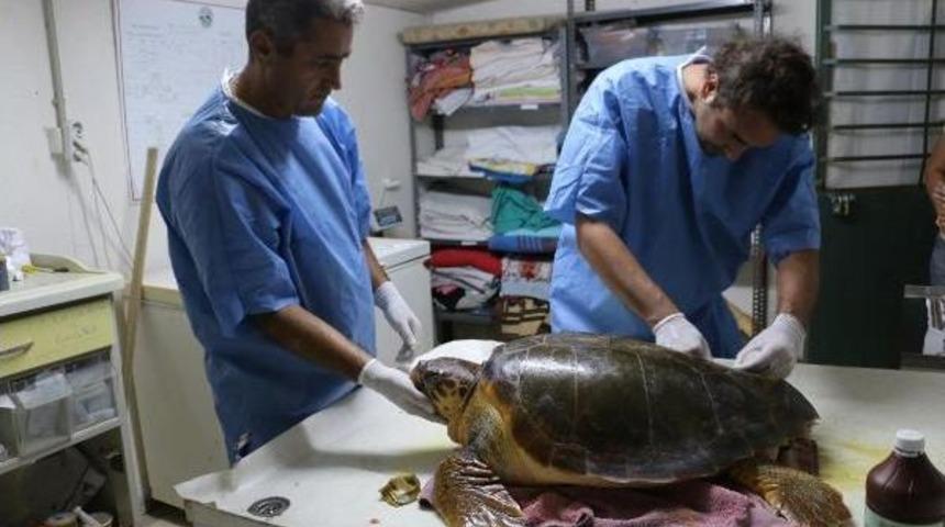 &Ccedil;evrecilerden Dilek Yarım Adası Milli Parkı'nda Rehabilitasyon Merkezi Talebi