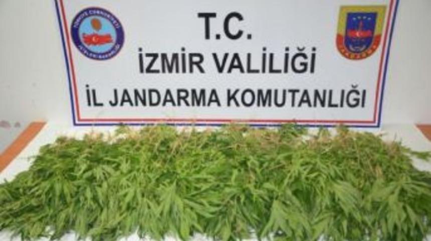 Aliağa'da Mısır Tarlasına Uyuşturucu Baskını