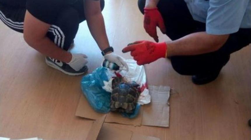 Fel&ccedil;li Kedi Ve Yaralı Kaplumbağaya Zabıta Sahip &Ccedil;ıktı