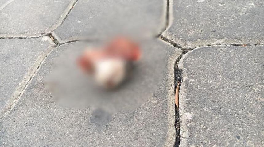 İzmir&rsquo;deki Kedi Vahşeti G&ouml;r&uuml;nt&uuml;leri Kan Dondurdu