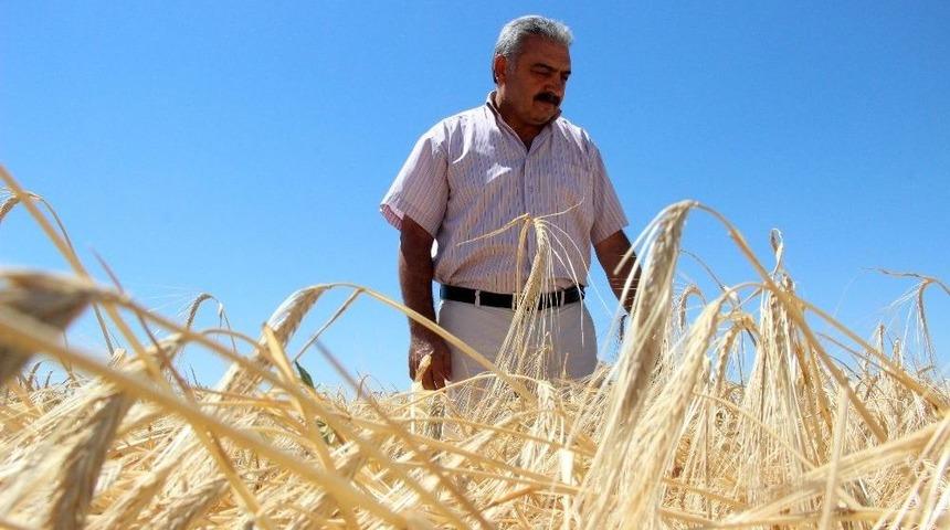 Arpa Hasadı &Ccedil;ift&ccedil;inin Y&uuml;z&uuml;n&uuml; G&uuml;ld&uuml;r&uuml;yor