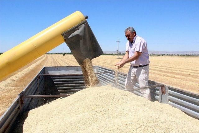 Arpa Hasadı Çiftçinin Yüzünü Güldürüyor