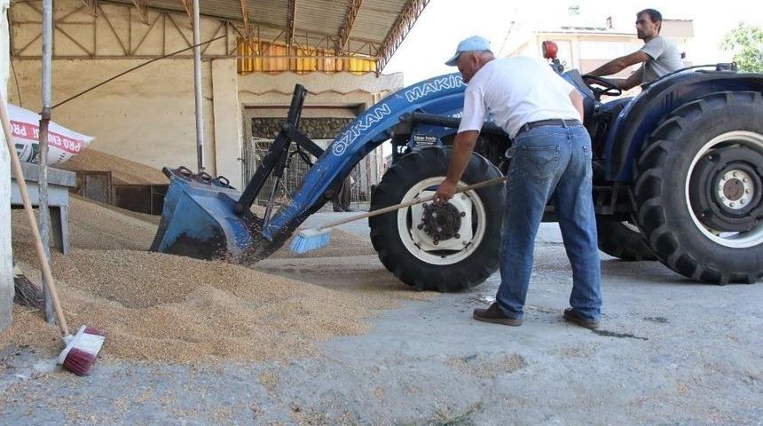 Buğday Ve Arpadaki Yüksek Rekolte Çiftçinin Yüzünü Güldürdü