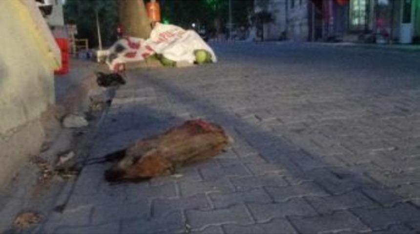 Dağdan Yola Inen Domuz Kamyonet &Ccedil;arpınca Telef Oldu