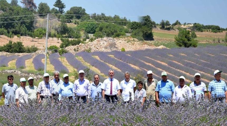 Denizli&rsquo;de Tıbbi Ve Aromatik Bitkiler Hasat G&uuml;n&uuml; Yapıldı