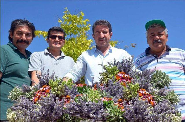 Denizli’de Tıbbi Ve Aromatik Bitkiler Hasat Günü Yapıldı